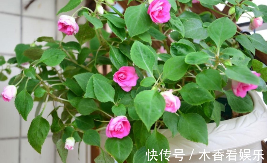 浇花|淘米洗菜水,全不如这种“水”,养花浇啥旺啥,还不用费钱