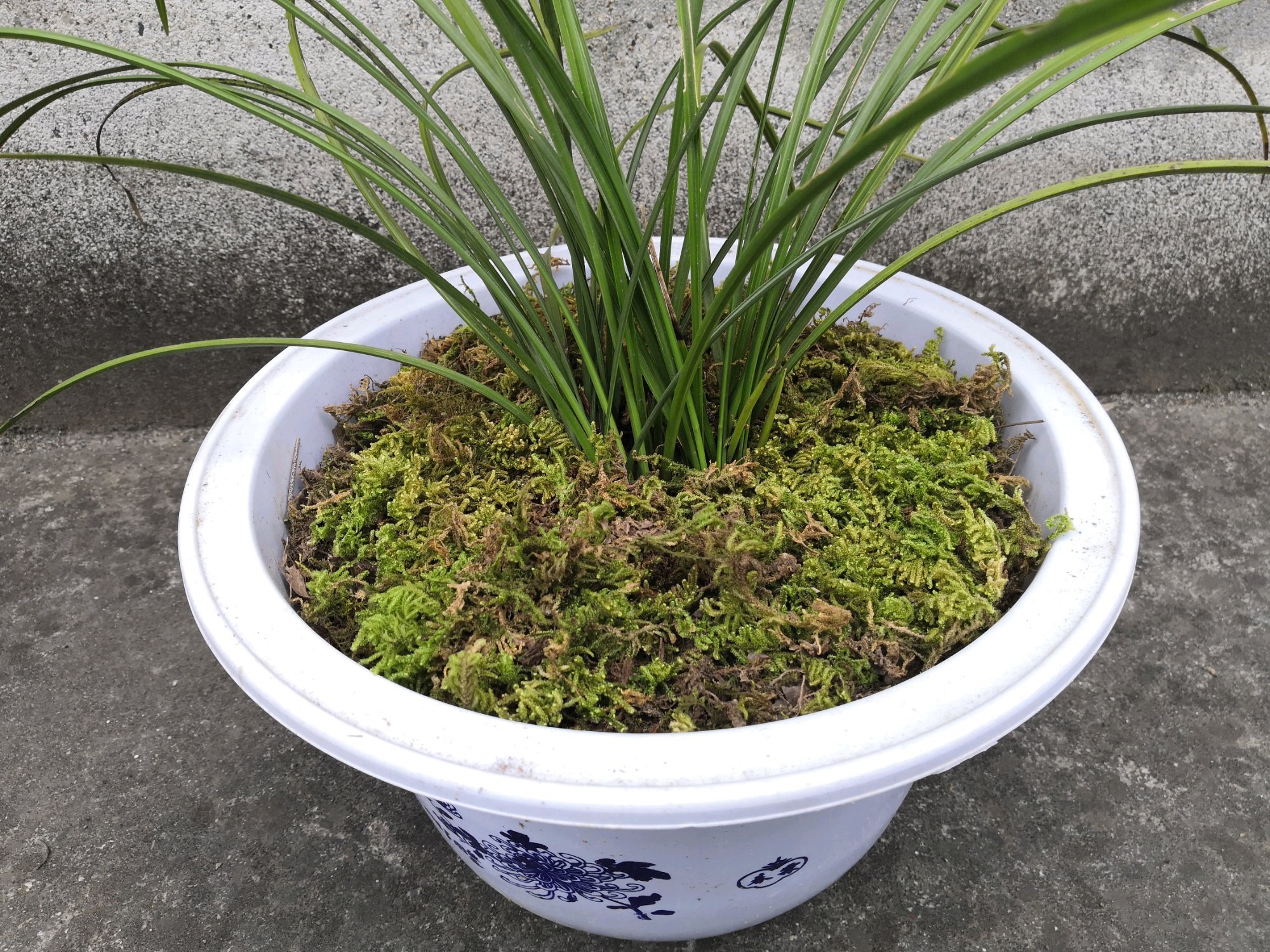 浇水|苔藓养兰花的2个妙用,保湿透气又促根,很快冒出水晶头