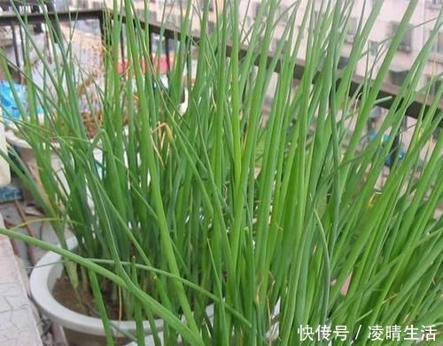 阳台种小葱,又细又黄乱糟糟?教你几招,又粗又壮,又粗又壮