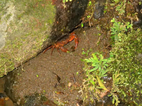 山涧溪流中才有,雨后一抓一大桶,一咬全是壳,却有很多人爱吃