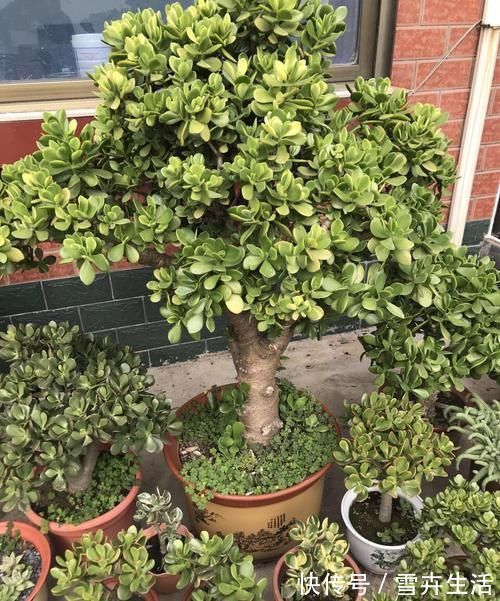 传家宝|把“厚脸皮”养到“碗口粗”,用了5年时间,可以当传家宝了