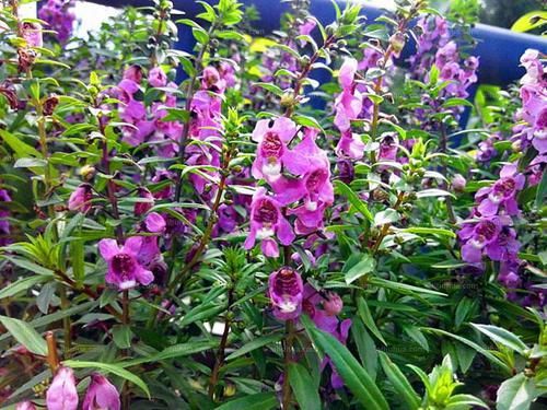 养花试试这几款，花很小但开花量大，放在半阴环境，不然容易晒伤