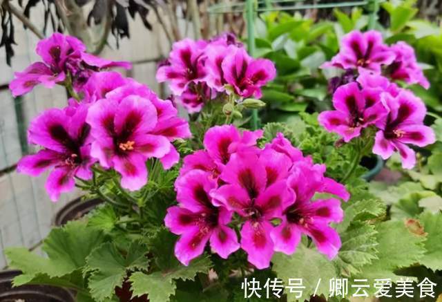 在市场买花,要记住“四不买”,养花再也不踩坑,养好也是挺简单