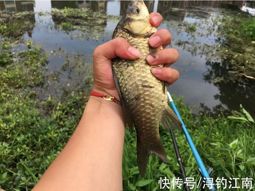 钓鱼|入秋后，要想钓获大板鲫，不搞清楚这4点，劝你莫往河边跑