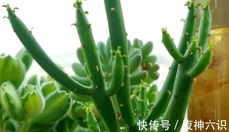 合适的时机,正确的施肥,助力多肉美翻天