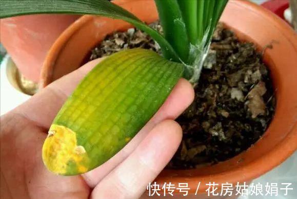 君子兰出现“根顶叶”现象,要及时发现,及时处理,否则危害大