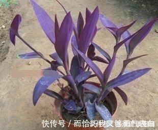 紫吊兰|这“4种”吊兰，你肯定没见过，养一盆在家，谁见谁稀罕！