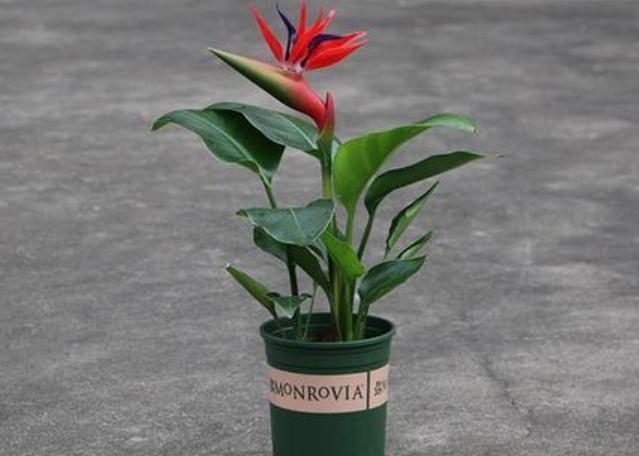 鹤望兰|盆栽养鹤望兰,记住4点秘诀,花叶长满盆,分分钟成花海