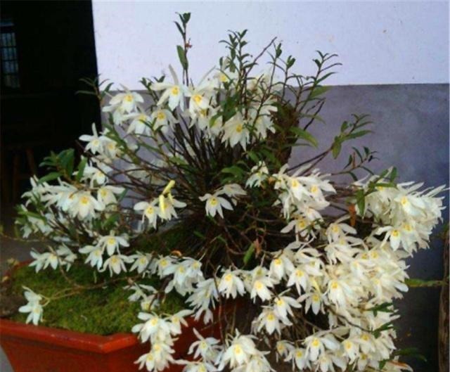 盆景|4种“名贵中药”做盆景,一养就是30年,土豪出价“5万”都不卖!