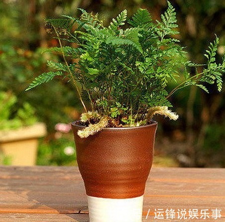 10种不能在室内养的花,家里有老人小孩的要注意!