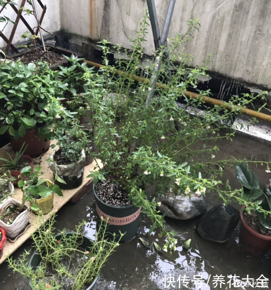仙人球|9种花最怕下雨天，一淋雨就死，太心疼了