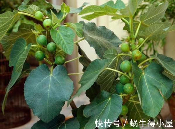 盆栽|室内养护无花果，记住3点，全年都结果
