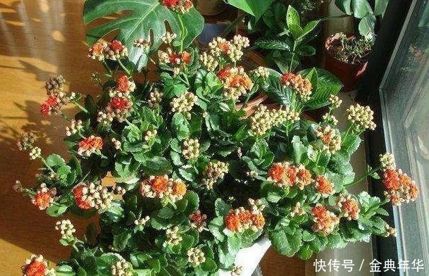 黄豆|什么啤酒水、黄豆水都不如一把“它”,盆里埋一点,啥花都爆盆