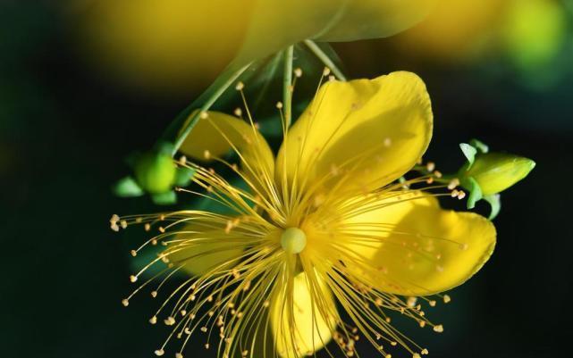 十二生肖|1月28日-2月15日,财库丰隆,事业爱情全有的4大生肖