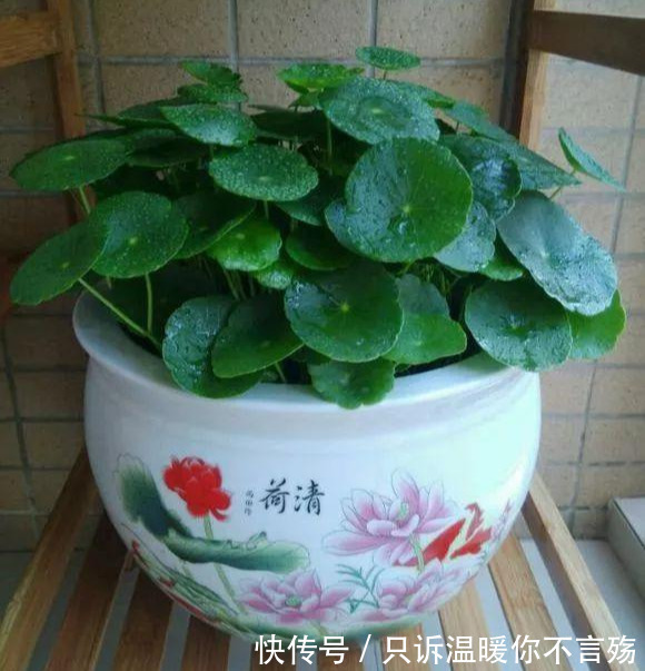 养花技巧铜钱草养在这，7天就爆盆，叶子长成巴掌大！