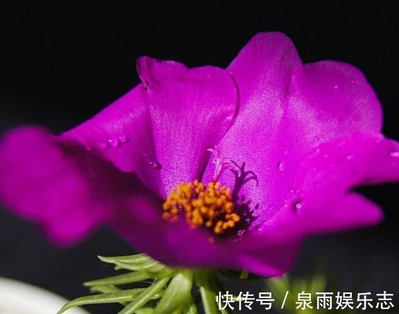 玫瑰|热爱菊花，不如养盆“优良玫瑰”香格里拉，花开美艳，芳香四溢