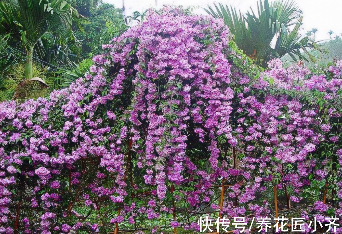 7种“爬藤花”,花园必须种一棵,1年爬满墙,开成花瀑布