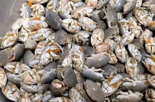 小伙|小伙街边卖“罕见”海鲜,15元一斤,路人不敢买,内行人买走十斤