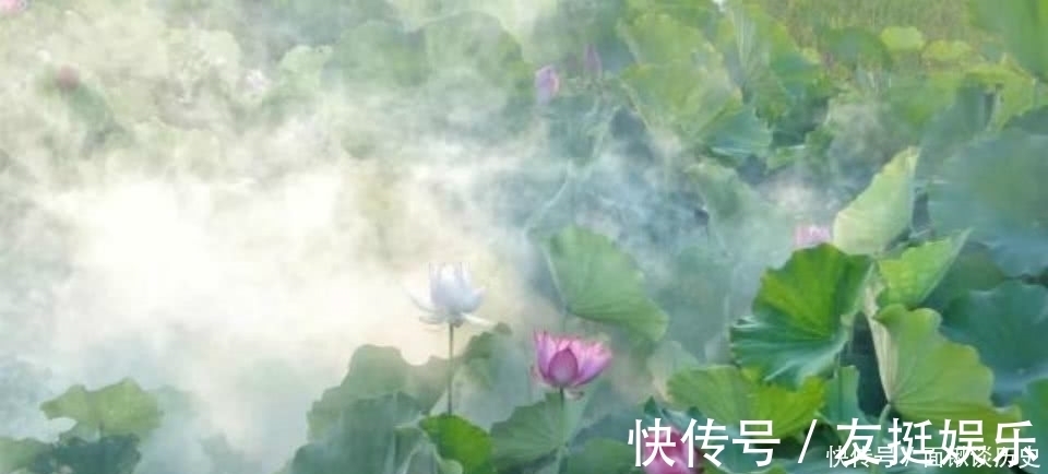 采莲曲&贺知章晚年写下一首很唯美的诗,短短的28个字,美得令人心醉!