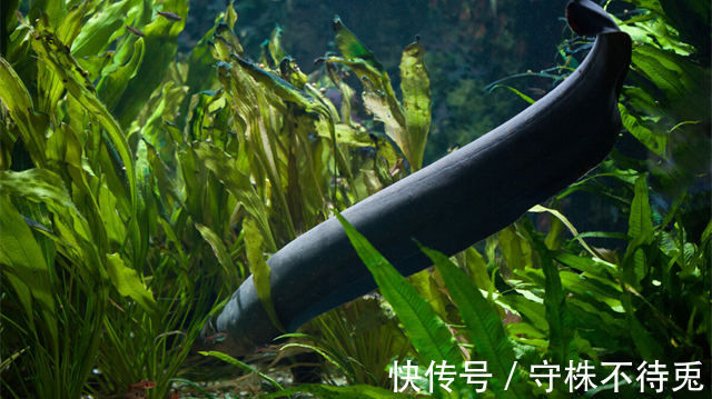 彩虹树|25个冷知识：或许有些不合逻辑，但是经过检验的有趣事实