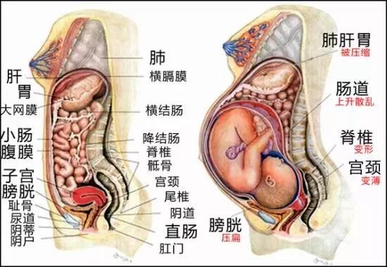 怀孕|怀孕后，孕妇的内脏都去哪儿了？