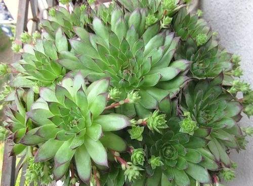 侧芽|养多肉观音莲,做好三件事,上色美冒新叶,憋出一圈侧芽