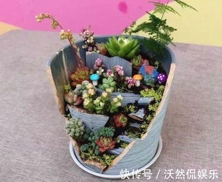 1物|花盆不用买随手拿“1物”，放点土进去，比买的花盆还好看！