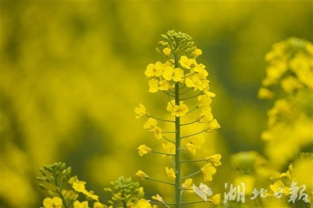 蔡甸消泗乡万余亩油菜花盛开（组图）