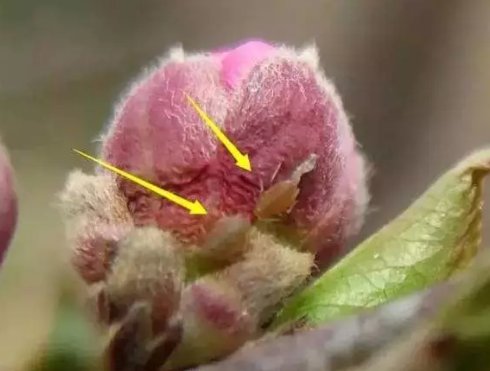 三月桃花开 桃蚜也到来 快资讯