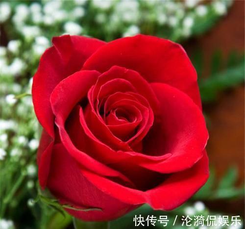 玫瑰园|学学超级玫瑰卡罗拉的养护方法，拥有一个属于自己的玫瑰园吧！