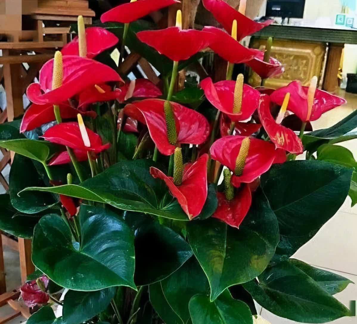 20种吉利大盆栽,客厅放一盆,吸收废气去异味,寓意好更养人