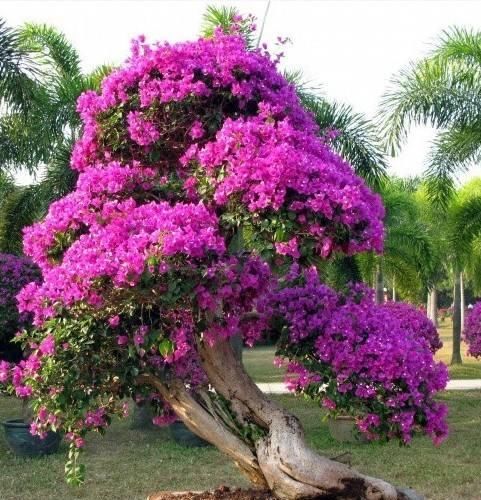  开花|三角梅开花最简单的方法，再笨的人也能学会