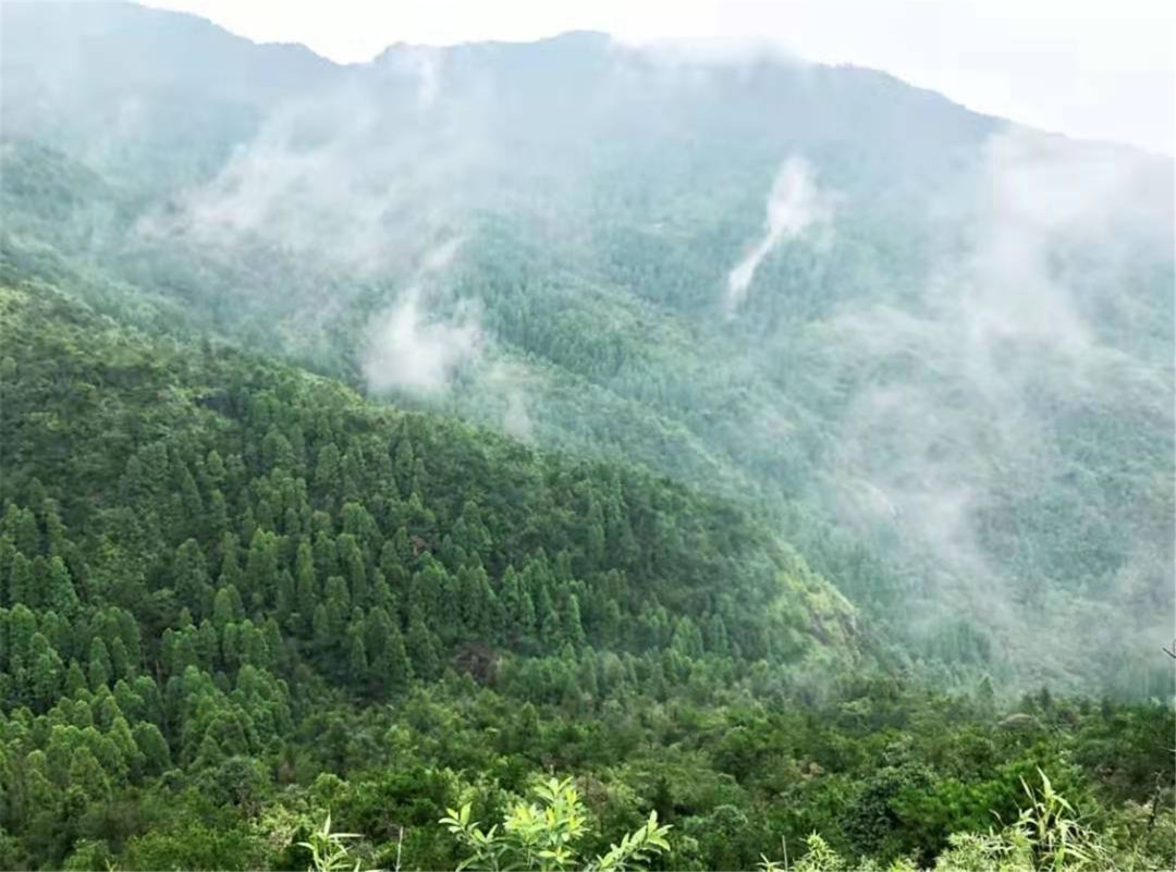 空气负氧离子|赞！苍南这两处“天然氧吧”，让你尽情“森”呼吸！