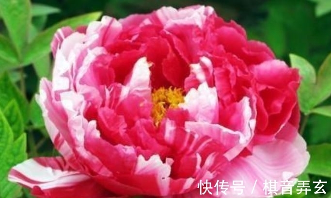 4种漂亮花，好养易活能爆盆，浇水就疯长，开花爆盆很容易