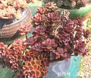 叶子|养多肉老桩不能走捷径，砍头撸叶子只是徒有其表，要谨记！