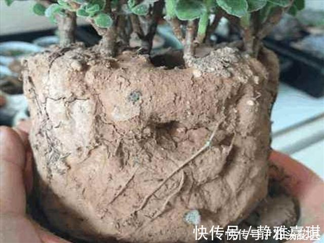 养花“干透浇透”你真的懂吗?很多人做错了,难怪盆土板结!