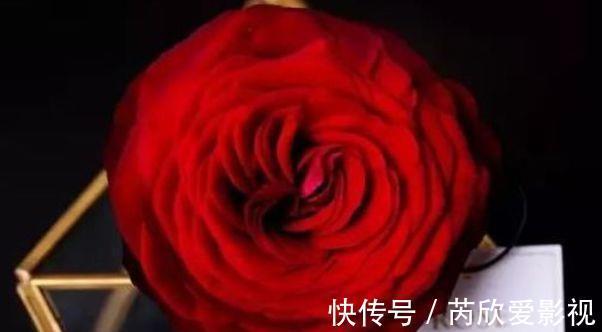 喜欢玫瑰，就养“高档玫瑰”探索者，花开层层浪漫，梦幻惹人爱