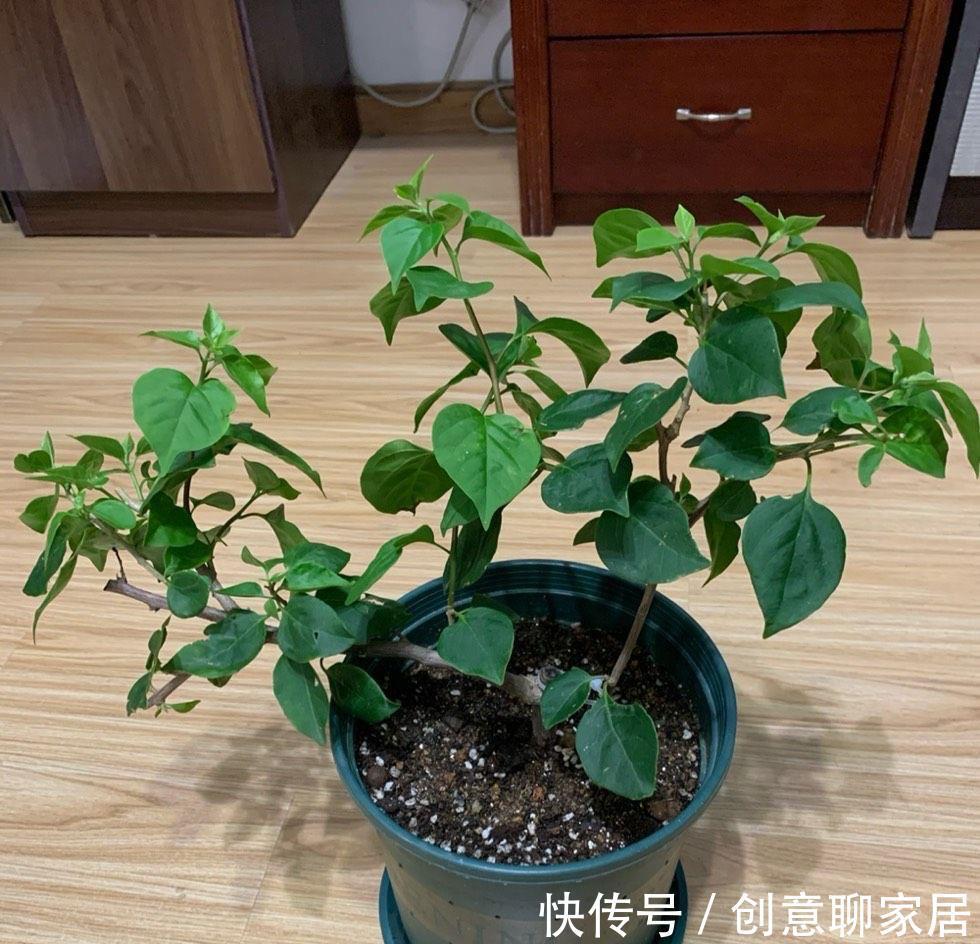 绿樱|养三角梅就养“2种”,颜色多变,勤花好看,经常开花不偷懒