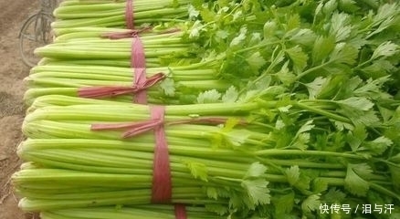 芹菜居然能入药，可以治疗多种疾病，现在清楚还不晚