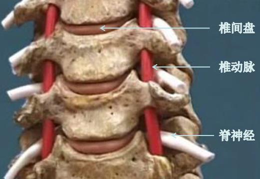 头晕|我的头晕到底是不是颈椎病引起的？脑科医生：大部分人可能都不是