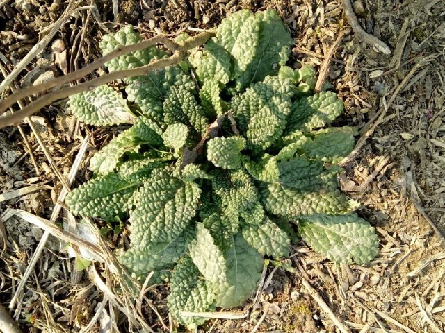 汁液|路边很常见的“止咳草”,名字不好听,止咳有奇效,你或许见过