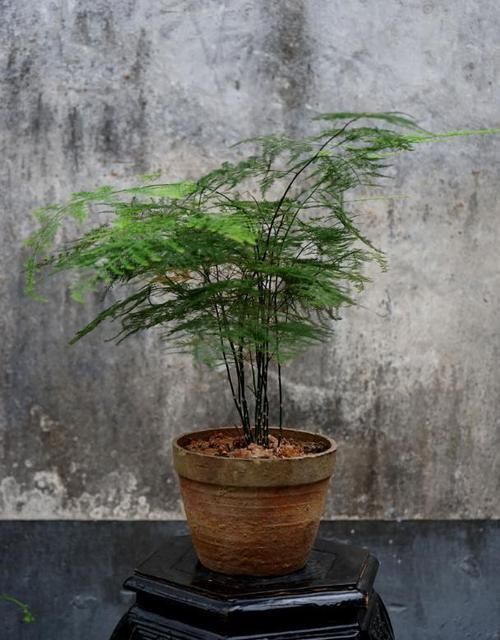  就要|书房就要养上5种花，实用风雅不落俗