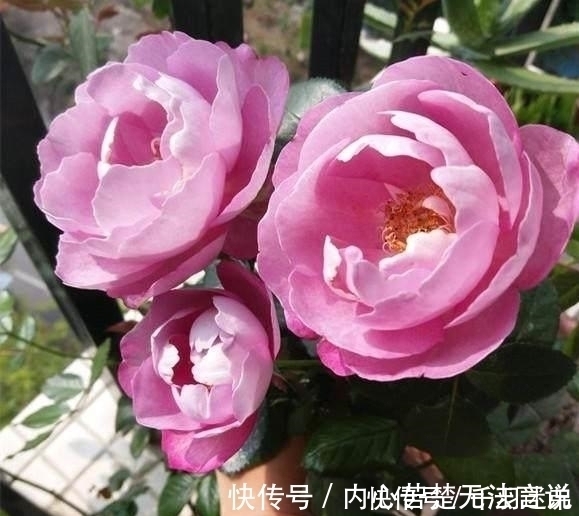 婆婆养月季只选一种,好养抗性强,关键“爱”开花,比养欧月实在