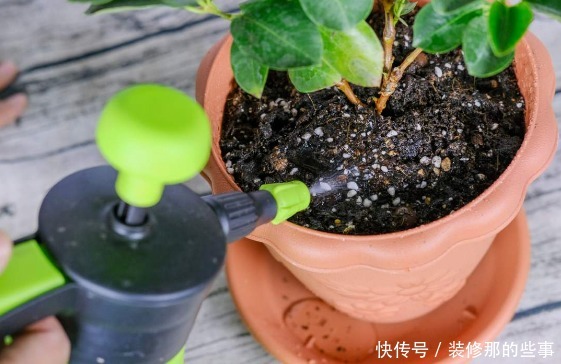 天气日渐转热,养花不能光浇水,用这3样补水增肥、不烧根