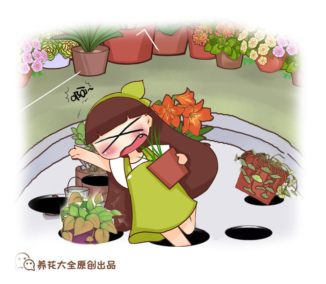 叶子|米兰掉叶不要急，用对方法就能枝繁叶茂