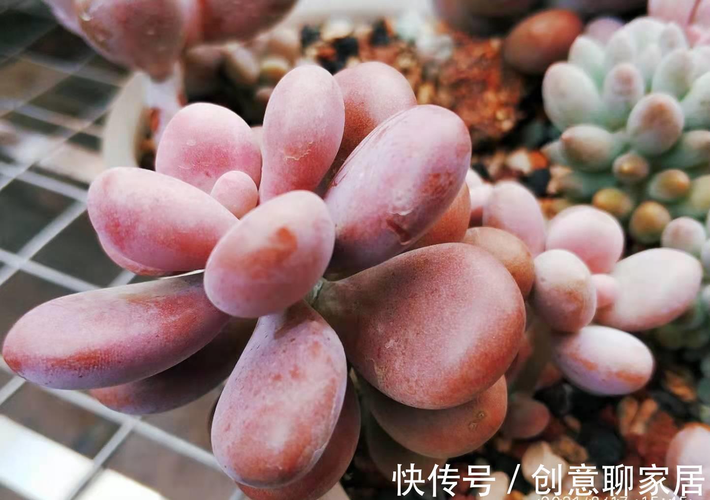 桃蛋|多肉桃蛋真有两种?是的,还有一种粉更厚颜色更紫,它又叫桃精灵