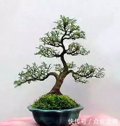 也许你不需要一个庭院就能有一个园林