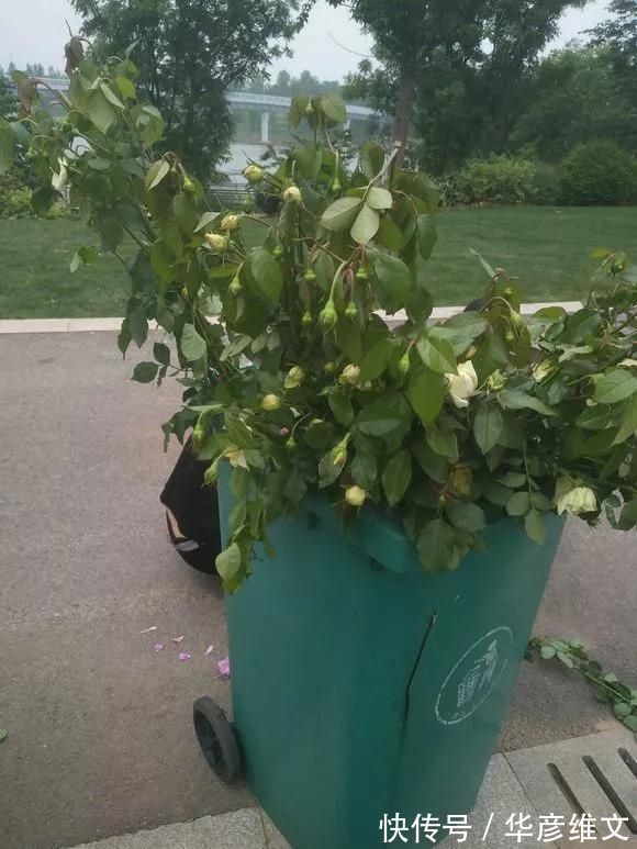 修剪|路边被人丢掉的名贵花,丢人也要捡,种盆里就开花