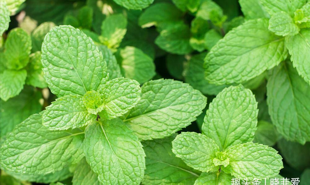 养不活花的人,建议养这“5种花”,好养好看又实用