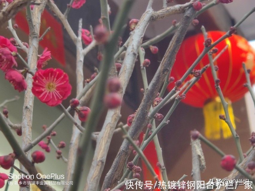 护栏姐：雪花纷飞，梅花香自苦寒来，红梅白雪共迎春